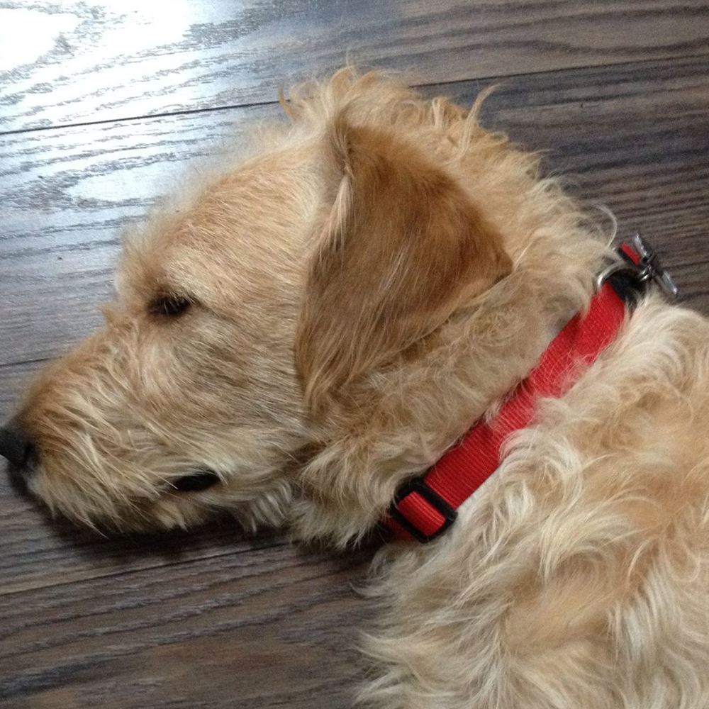 Meet your Posher, Zeke